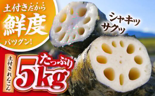 【先行予約】 ＼毎年10月より順次発送／ れんこん 5kg 土付き蓮根 れんこん レンコン 愛知県産 野菜 産地直送 愛西市 / 清水食品  [AEAJ002]