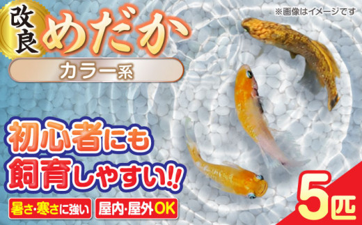 メダカ5匹（カラー系）  改良メダカ メダカ めだか ビオトープ 愛西市 / 株式会社プロスパージャパン [AEAK002]