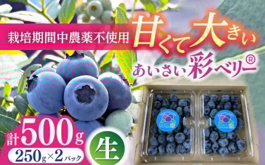 ＼毎年6月より順次発送／ あいさい彩ベリー（ブルーベリー生果実）250g×2パック 産地直送 青果 ブルーベリー 愛西市 / あいさいベリーLABO [AEBZ002] フルーツ ブルーベリー 果物