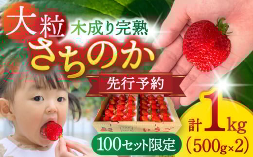 【先行予約/2026年1月上旬より順次発送】 さちのかいちご 500g×2パック 計1kg 【配達不可：離島】 イチゴ フルーツ 果物 愛西市 / 平野苺 [AEAY001]