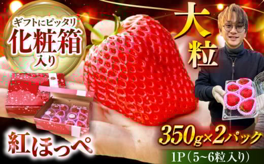 【先行予約】＼2026年1月下旬より順次発送／ 超特大玉いちご 完熟 紅ほっぺ (350g×2パック) いちご 果物 フルーツ 愛西市 / はしもと園芸 [AECD001]
