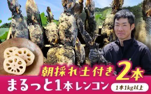 【先行予約】＼毎年9月より順次発送／ れんこん 2kg ＼TVでも紹介されました！！/ 産地直送！朝採れ土付き鍬掘りレンコン 野菜 れんこん 蓮根 愛西市 / レンコン兄弟 [AECL001]