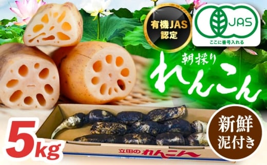 ＼毎年10月より順次発送／れんこん 5kg 有機JAS認証土付きレンコン 有機栽培 産地直送 野菜 愛西市 / 山三レンコン [AEBK004]
