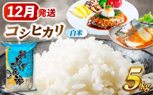 米 【12月発送】 コシヒカリ 白米 5kg 米 お米 5kg 5キロ 白米 精米 新米 コメ ご飯 ごはん 愛知県産 国産 県産米 国産米 コシヒカリ こしひかり 発送 時期 選べる 産地直送 15000円 1万5千円 令和7年 愛西市 / 脇野コンバイン [AECP021-4]