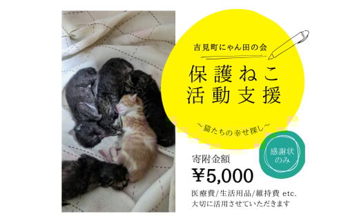 【5,000円】保護猫活動支援～望まれず生まれる命を無くし、行き場を失った猫たちの幸せ探し～