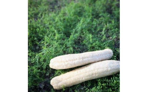 ヘチマたわし Mサイズ | 日用品 ヘチマ へちま たわし スポンジ 有機JAS認定 高知県 南国市