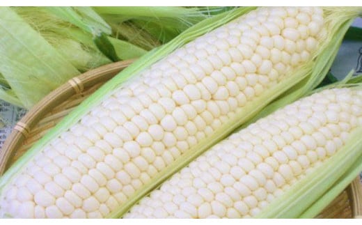 【2026年先行予約】南国フルーツコーン ホワイト種 4.5kg(約10～12本) | とうもろこし セット 国産 詰合せ 期間限定 数量限定 人気 高知県 南国市 農園けんぴ