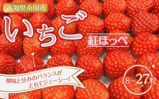 先行予約 いちご 紅ほっぺ 贈答品 1箱（2パック：18～27粒） 2026年1月発送開始 | 高級 厳選 こだわり 贅沢 贈り物 ギフト プレゼント 限定 お取り寄せ 苺 いちご 果物 くだもの フルーツ 人気 旬 甘い 大粒 高糖度 産地直送 期間限定 高知県 南国市