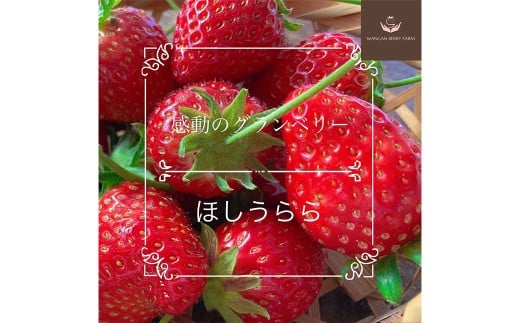 【先行予約】 完熟 プレミアム いちご 「 グランベリー 」 品種: ほしうらら 1パック (約315g×1パック) / 苺 イチゴ ストロベリー ベリー 果物 青果物 フルーツ ギフト 贈答 大粒 【2026年1月上旬~4月上旬迄発送予定】