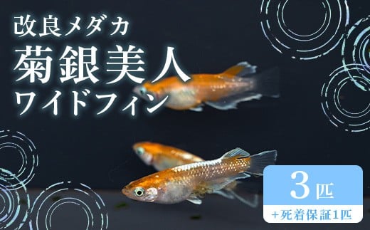 677 メダカ 菊銀美人 ワイドフィン トリオ(3匹) 改良メダカ【トリハタめだか】