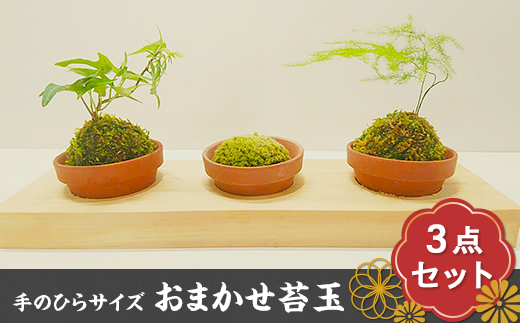 44-01【室内のinsta映え】手のひらサイズのかわいい癒し!おまかせ苔玉3点セット