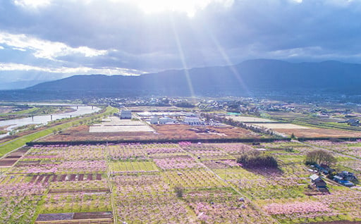 7.町長おまかせ