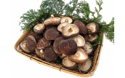 11-35 肉厚 原木栽培 生しいたけ