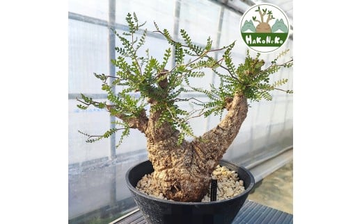 オペルクリカリア・パキプス「塊根植物の王様」(発根管理済) P03 [0426ch]