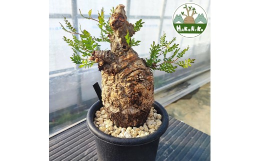 オペルクリカリア・パキプス「塊根植物の王様」(発根管理済) P01