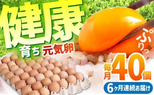 【全6回定期便】お茶と海藻で健康育ち 元気卵 240個（40個×6回） / たまご タマゴ 玉子 鶏卵 / 亀山市 / 藪本養鶏園 [AMBH007]