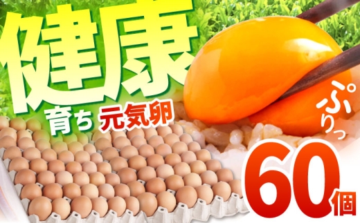 お茶と海藻で健康育ち 元気卵 60個 / たまご タマゴ 玉子 鶏卵 / 亀山市 / 藪本養鶏園 [AMBH009]