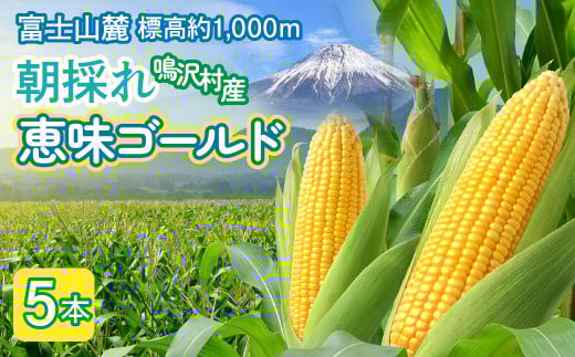 ＜2026年発送＞とうもろこし　恵味ゴールド　5本 NSAK001 | ふるさと納税 とうもろこし トウモロコシ ジューシー 朝採りコーン 野菜 山梨県 鳴沢村 送料無料 |