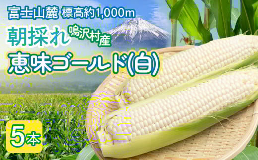 ＜2026年発送＞とうもろこし　恵味ゴールド（白）　5本 NSAK003 | ふるさと納税 とうもろこし トウモロコシ ジューシー 朝採りコーン 野菜 山梨県 鳴沢村 送料無料