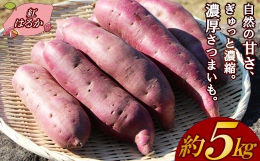 [予約受付中]三島甘藷 約 5kg 紅はるか 山北印 さつまいも さつま芋 産地直送 野菜 冬野菜 焼き芋 芋 やきいも ヤキイモ 人気 おやつ 上品な甘み 香り デザート秋 旬 生芋 蜜芋 静岡県 三島市 JAふじ伊豆