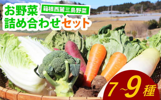 「箱根西麓三島野菜ブランド」 新鮮なお野菜 約7~9品 旬の野菜 新鮮 詰め合わせ セット 野菜セット 季節の野菜 三島野菜 地元産 人参 白菜 キャベツ 送料無料 静岡 三島