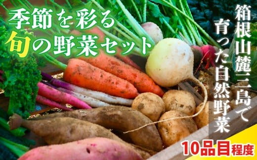 季節を彩る旬の野菜セット (農薬・化学肥料不使用) 野菜 やさい サラダ 旬のおまかせ 季節 詰合せ 新鮮 産地直送 ふるさと納税 静岡県 三島市