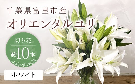 富里市産 オリエンタルユリ切り花(ホワイト)約10本 TMG002 / ふるさと納税 オリエンタルユリ おりえんたるゆり ユリ ゆり 花 はな 切り花 きりばな 送料無料  千葉県 富里市