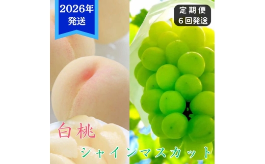 【2026年先行受付】 白桃 シャインマスカット 晴王 6回 定期便 桃 ぶどう 岡山県産 御中元 ギフト 御礼 プレゼント 御礼 御祝 御供 果物 くだもの フルーツ もも モモ 葡萄 ブドウ [№5735-3336]