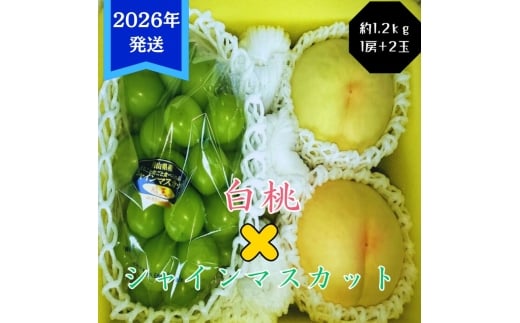 【2026年先行受付】 白桃 シャインマスカット 晴王 約1.2kg セット 桃 2玉 ぶどう 1房 岡山県産  御中元 ギフト 御礼 プレゼント 御礼 御祝 御供 果物 くだもの フルーツ もも モモ 葡萄 ブドウ [№5735-3352]