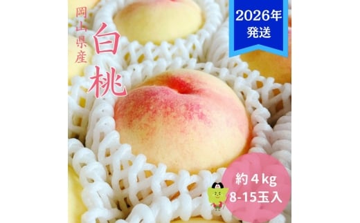 【2026年先行受付】 白桃 岡山 秀品 大玉 約4kg(8～15玉) 岡山県産 桃 もも モモ 御中元 ギフト 御礼 プレゼント 御礼 御祝 御供 果物 くだもの フルーツ [№5735-3355]