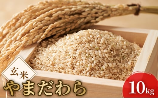 令和7年度産 新米 玄米 やまだわら 10kg 米 お米 コメ おこめ 岡山 瀬戸内市 [№5735-3395]