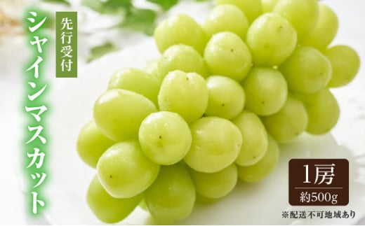ぶどう 2026年 先行予約 シャイン マスカット 1房 約500g ブドウ 葡萄  岡山県産 国産 フルーツ 果物 ギフト [№5735-0659]