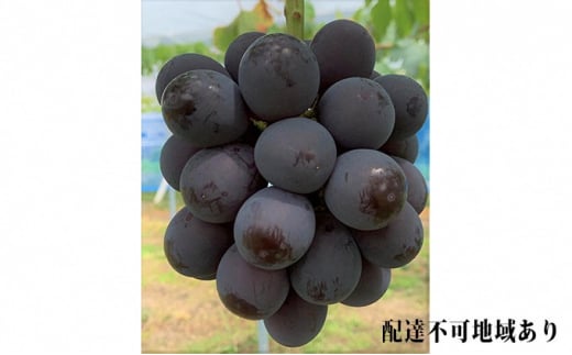 ぶどう 2026年 先行予約 ニュー ピオーネ 4房 合計2kg以上 ブドウ 葡萄  岡山県産 国産 フルーツ 果物 ギフト 河本農園 ニューピオーネ 2キロ [№5735-1062]