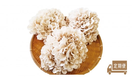 325K.白まいたけ三昧・満足セット〔定期便〕