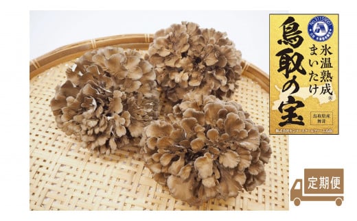 121K.氷温熟成舞茸『鳥取の宝』大満足セット〔定期便〕