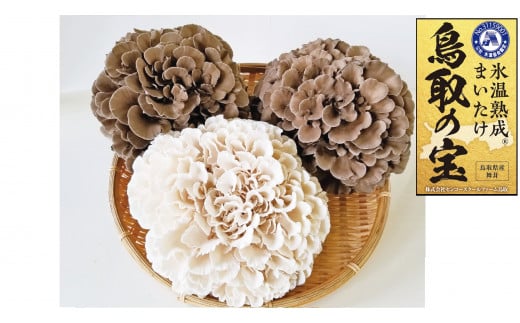118K.氷温熟成舞茸『鳥取の宝』と白まいたけの食べ比べセット