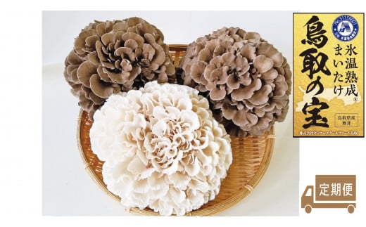 119K.氷温熟成舞茸『鳥取の宝』と白まいたけの食べ比べセット〔定期便〕
