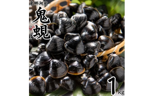 56K.東郷湖産鬼蜆〔おにしじみ〕1kg