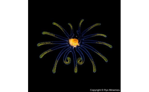 清水町ふるさと大使　海洋生物写真家　峯水亮氏による　作品パネル　Veliger larva（1Q5A2282_420）