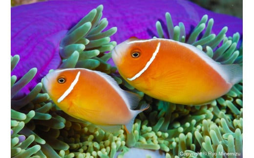 清水町ふるさと大使　海洋生物写真家　峯水亮氏による　作品パネル　Pink anemonefish（DSC_0654_A3W）