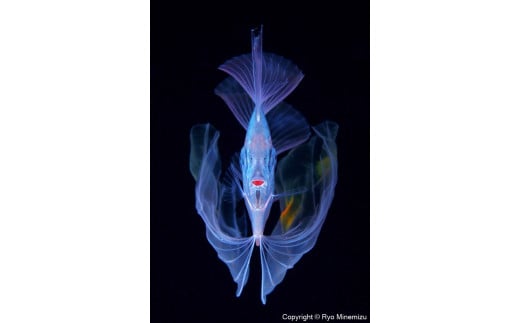 清水町ふるさと大使　海洋生物写真家　峯水亮氏による　作品パネル　The polka-dot ribbonfish（30A1440_A4）