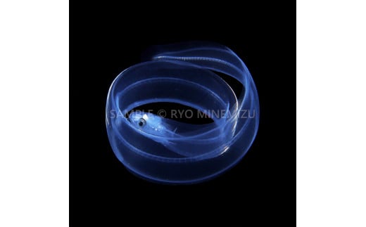 【１点のみ特別価格】 清水町ふるさと大使 海洋生物 写真家 峯水 亮氏 作品パネル うつぼのレプトセファルス