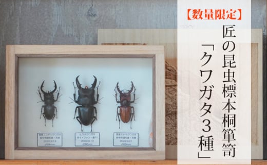 No.576 【数量限定】匠の昆虫標本桐箪笥「クワガタ3種」 / 標本箱 伝統工芸 レーザー加工 広島県 特産品