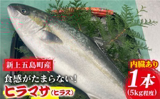 【コリコリ食感がたまらない！】 新上五島町産 養殖 ヒラマサ （ヒラス） 1本【カミティバリュー】 [RBP005]