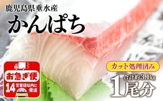 E5-2601/極上カンパチ (捌き前4kg保証) 1尾分 / カット処理済