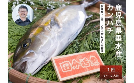 C3-6401/【鹿児島県垂水市産】カンパチ(1匹) 甘口さしみ醤油付き