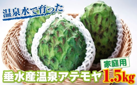 A1-22549/【家庭用】 垂水産温泉アテモヤ 1.5kg 森のアイスクリーム 希少な国産アテモヤ 訳あり