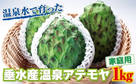 A1-22548/【家庭用】 垂水産温泉アテモヤ 1kg 森のアイスクリーム 希少な国産アテモヤ 訳あり