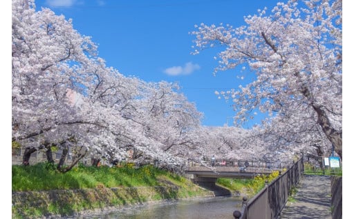 【特別プロジェクト】次世代につなごう岩倉五条川の桜並木保全プロジェクト～あなたも岩倉五条川の桜を守る応援団～