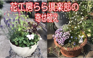 東北最大級のガーデニング専門店 厳選 『季節の寄せ植え』 / 花 寄せ植え 季節 鉢植え 【花工房らら倶楽部】